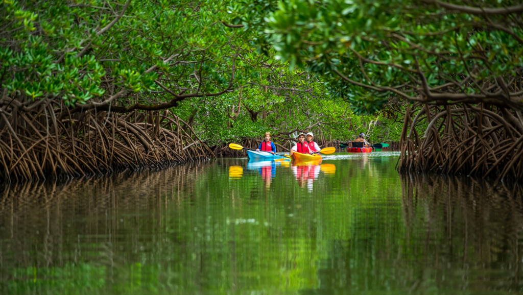 マングローブカヤック