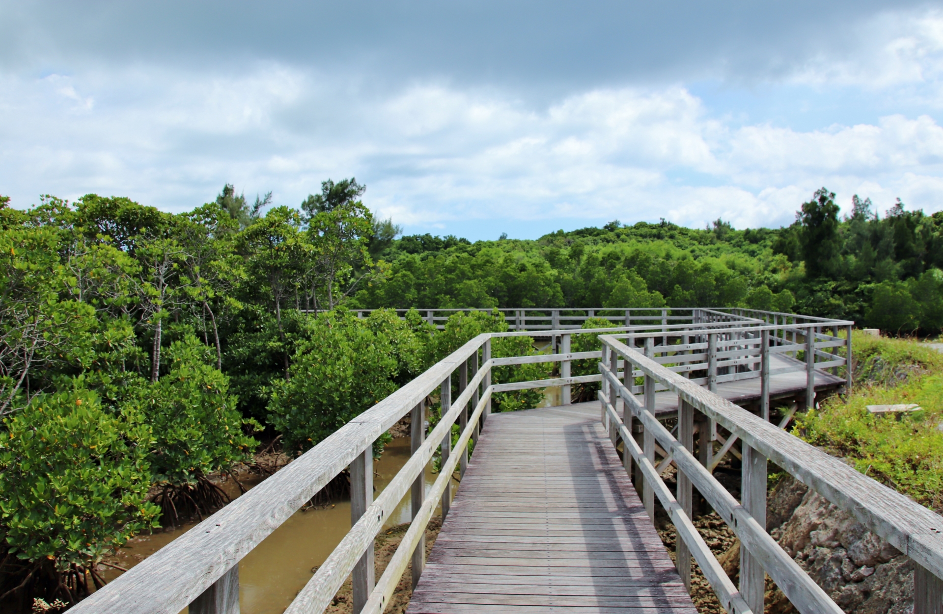 島尻（しまじり）マングローブ林