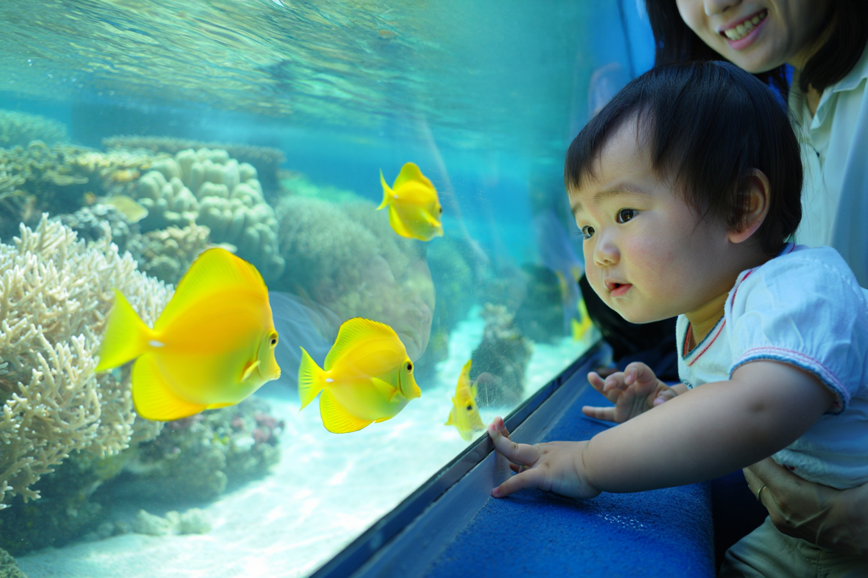 ガラス越しに魚を見つける赤ちゃん