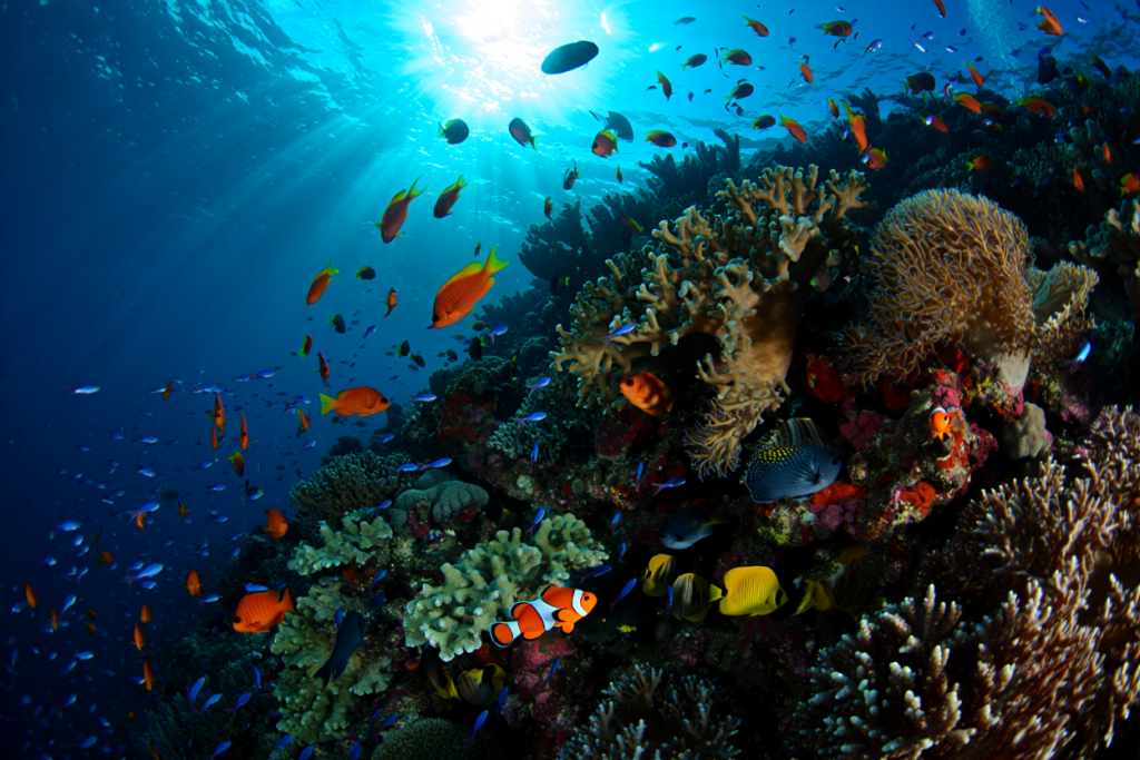 海の中は竜宮城!カラフルな熱帯魚とサンゴ礁の世界